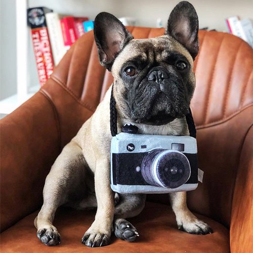 New Pet Products 2020 Pet Plush Toy Dog Camera Photo Props For Pet Pet Toys New Pet Products 2020 Pet Plush Toy Dog Camera Photo Props For Pet